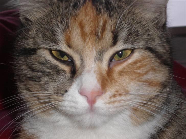 Blanding af racer Daisy billede 13