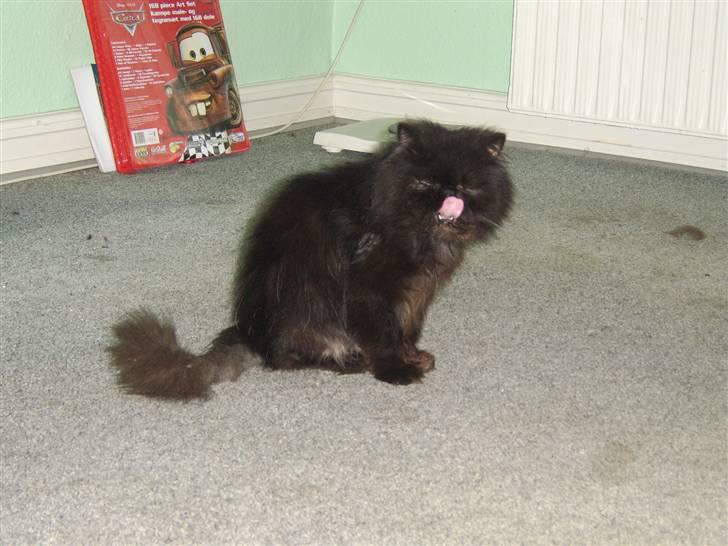 Perser Fergus  billede 5