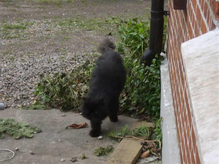 Perser Fergus  billede 6