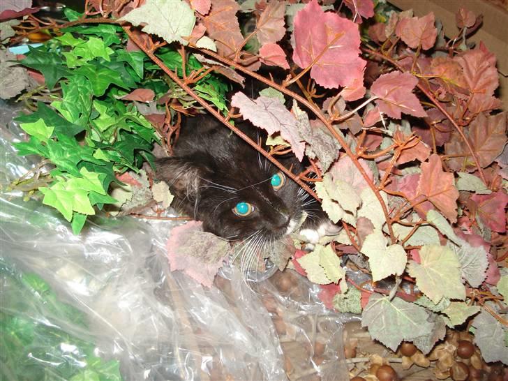 Maine Coon Twinner *RIP* - gemmer mig lige her billede 18