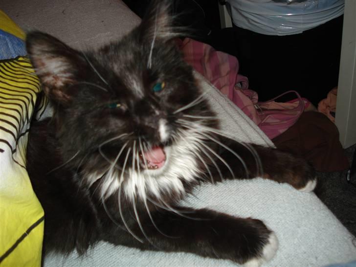 Maine Coon Twinner *RIP* - jeg er farlig billede 19