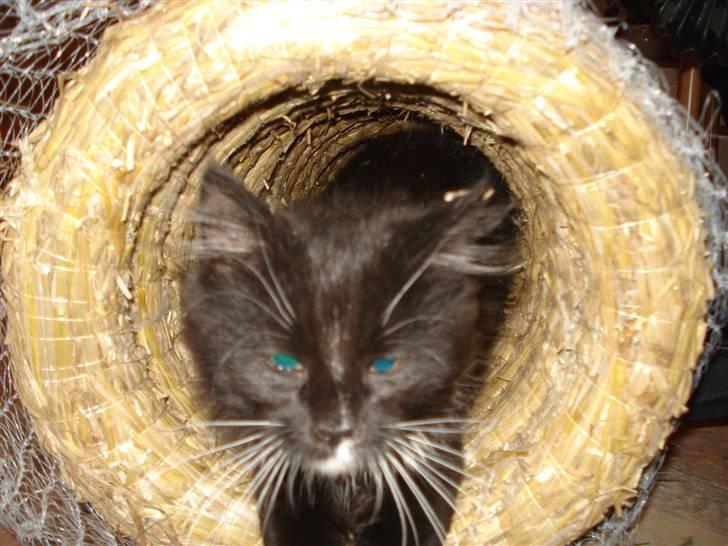 Maine Coon Twinner *RIP* - lister lige ud her billede 20