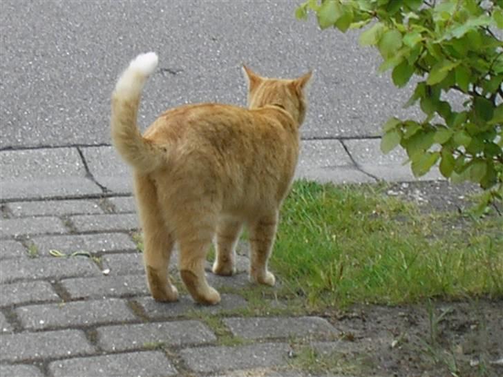 Maine Coon Mulle billede 12