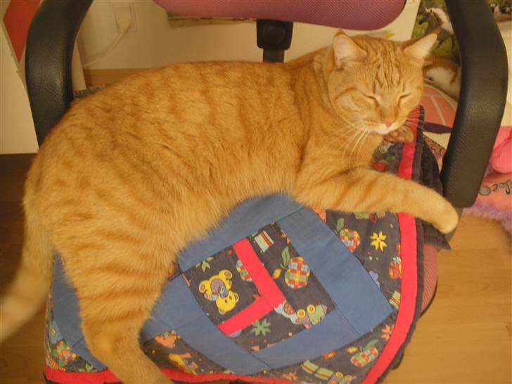 Maine Coon Mulle billede 13