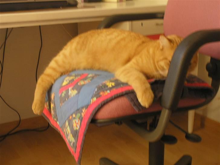 Maine Coon Mulle billede 14