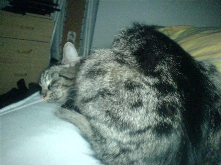 Blanding af racer Napolion billede 18