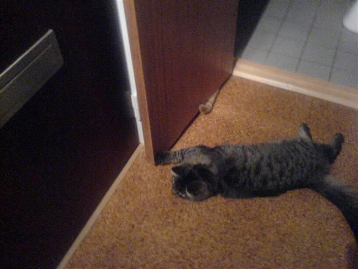 Blanding af racer Napolion billede 19