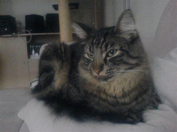 Blanding af racer Napolion billede 20