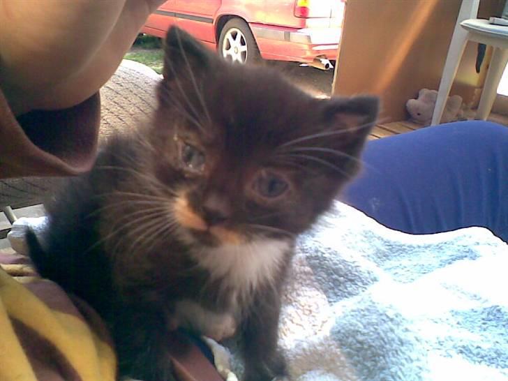 Huskat Lille Fie død billede 12