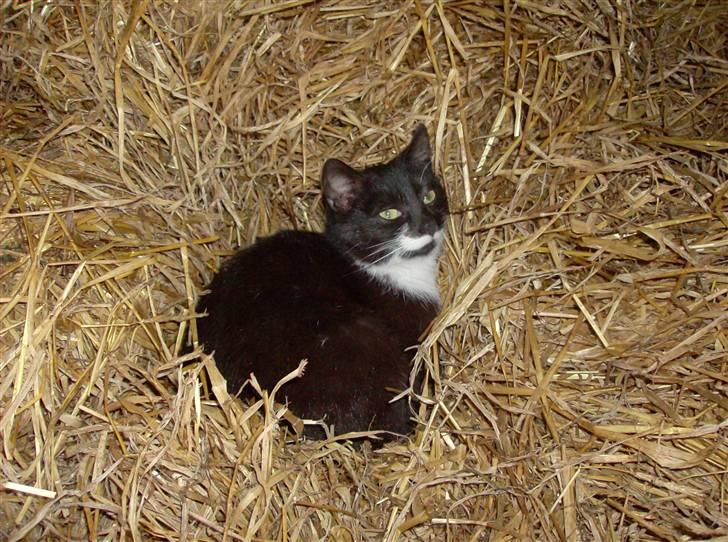 Huskat Lille Fie død billede 13