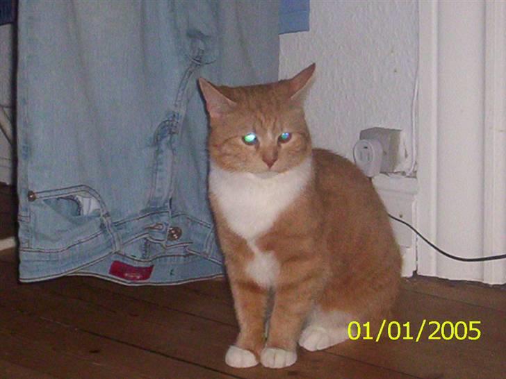 Huskat Topper billede 8