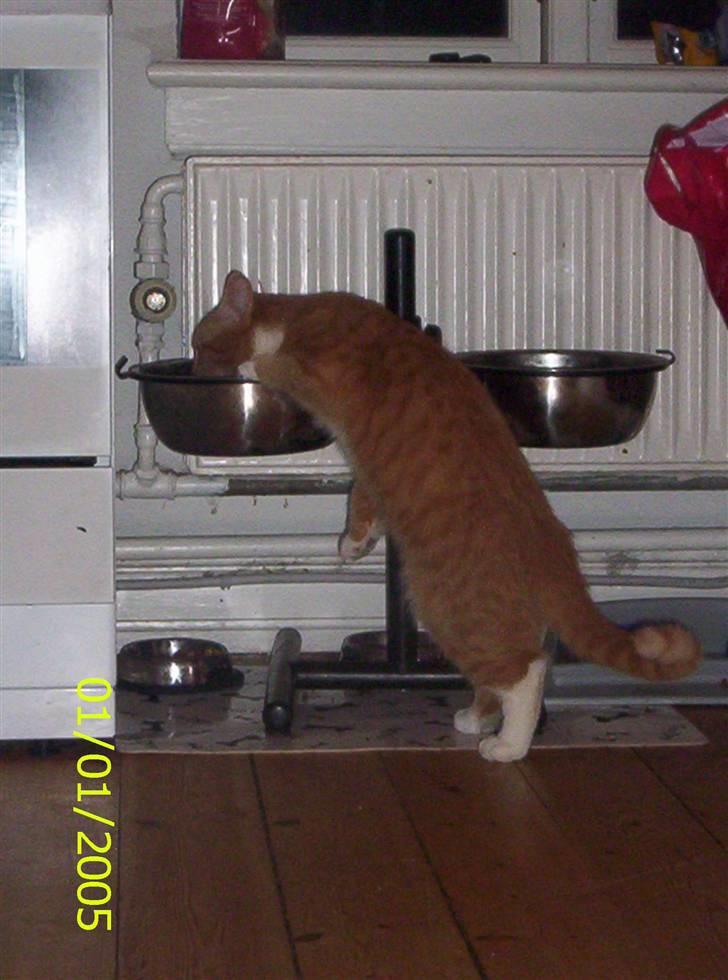 Huskat Topper billede 9