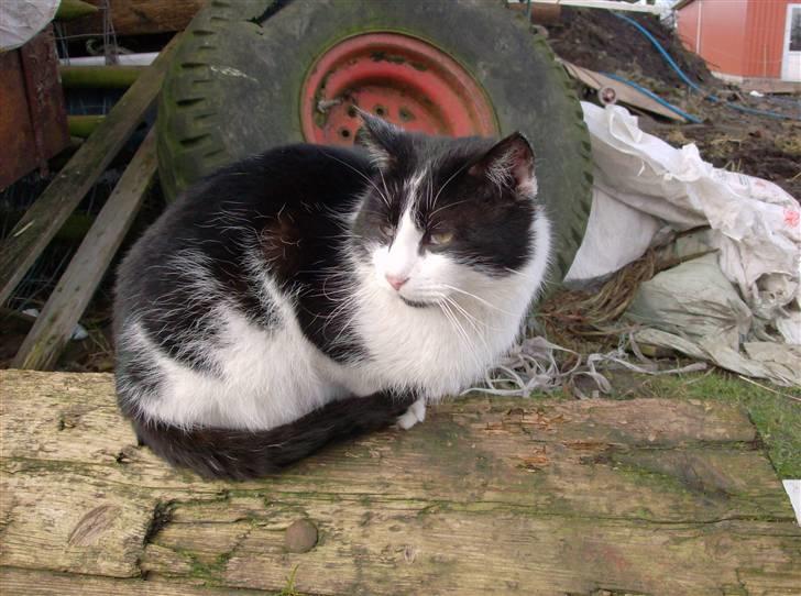 Huskat Bølle død billede 8