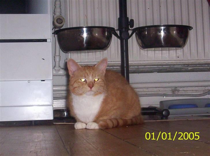 Huskat Topper billede 10