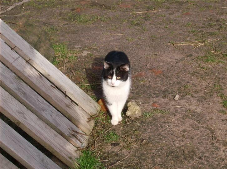 Huskat Bølle død billede 9