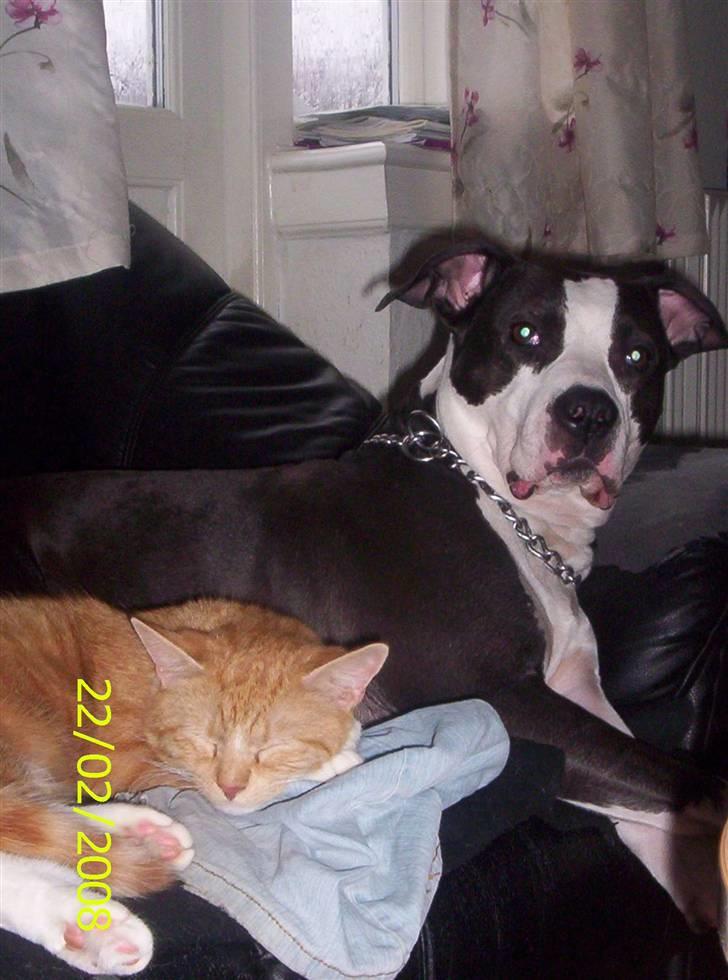 Huskat Topper billede 11