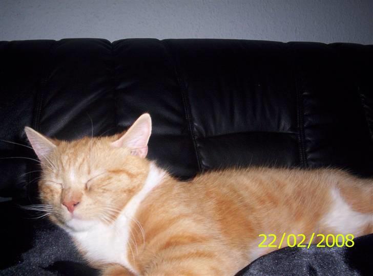 Huskat Topper billede 12