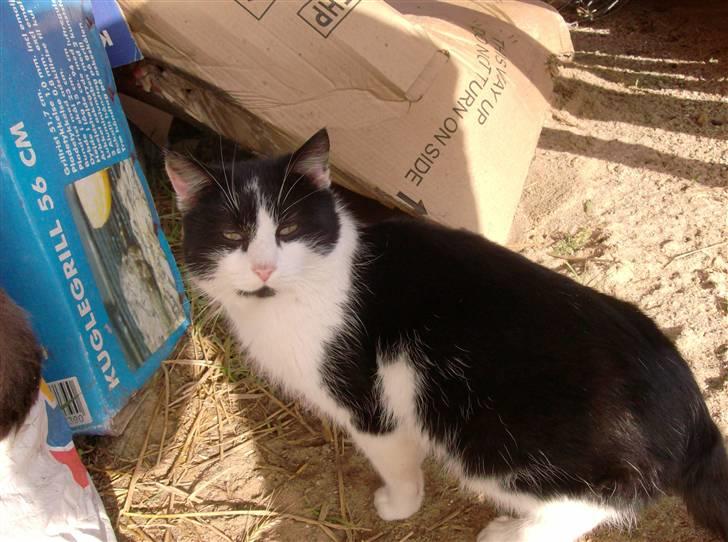 Huskat Bølle død billede 10