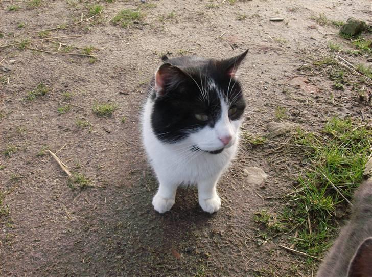 Huskat Bølle død billede 11