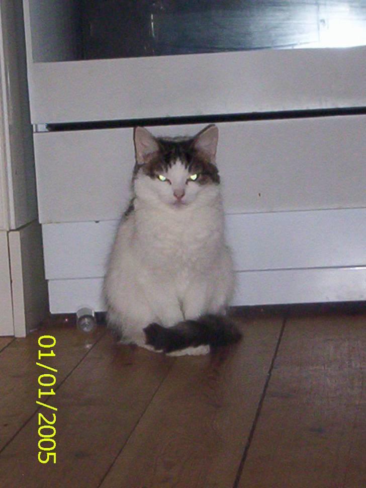 Huskat Mimi billede 10