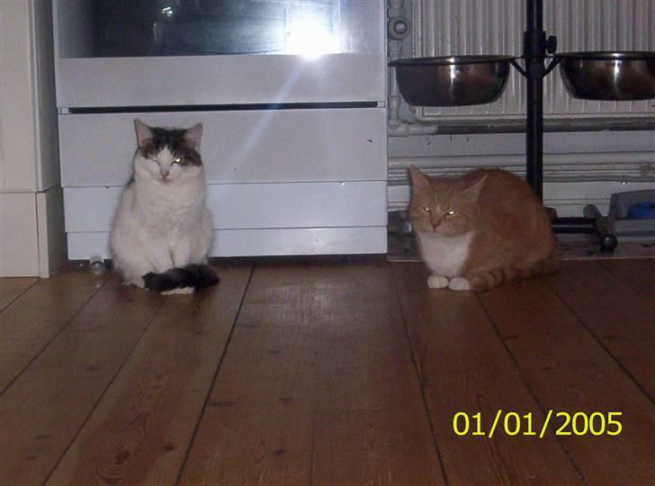 Huskat Mimi billede 11