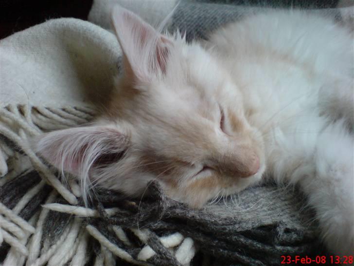 Maine Coon Zeus - Træt efter leg billede 1