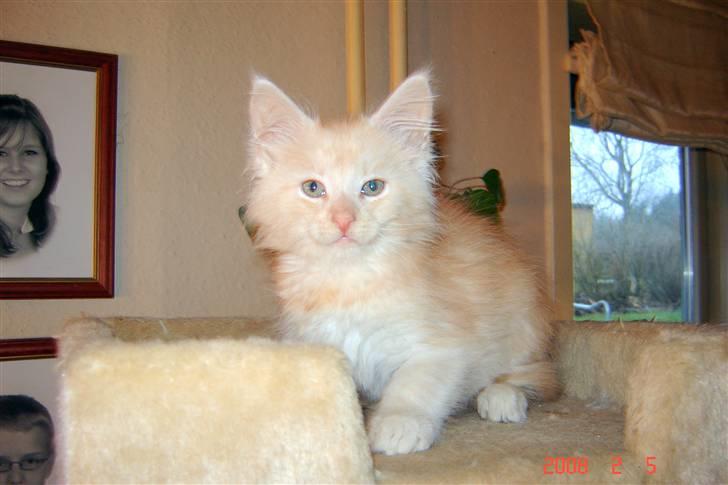 Maine Coon Zeus - 9 uger billede 2