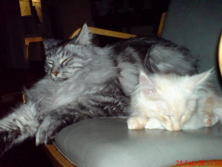 Maine Coon Zeus - Afslspning på stolen sammen med "storebror" billede 3