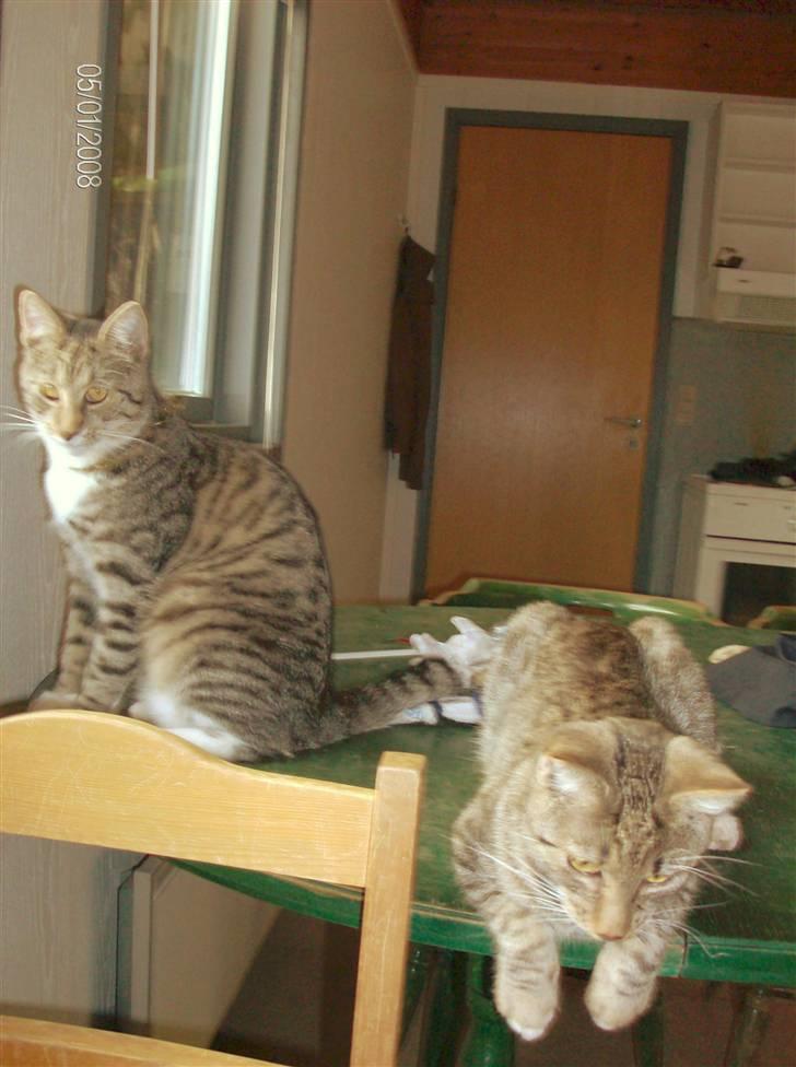 Blanding af racer Pelle mus Død billede 10