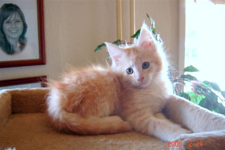 Maine Coon Zeus - 11 uger billede 4