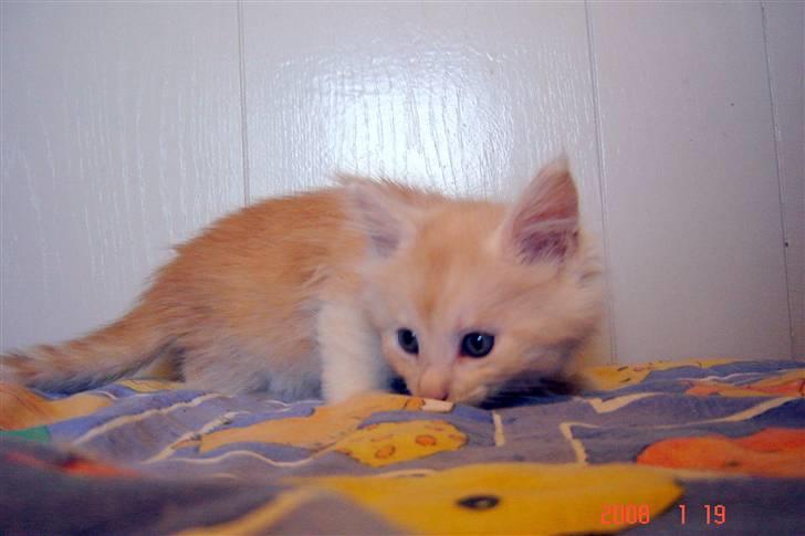 Maine Coon Zeus - 7 uger billede 5