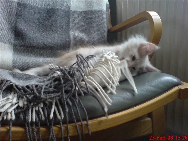 Maine Coon Zeus - Tæppefrynser er bare sagen billede 6