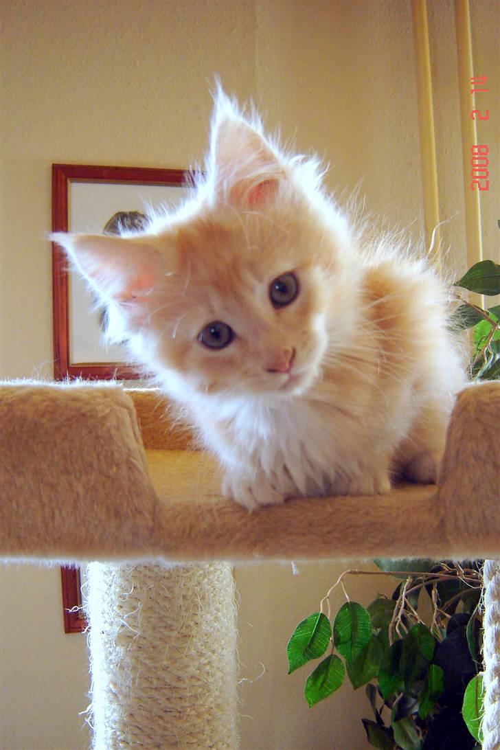 Maine Coon Zeus - 11 uger billede 7