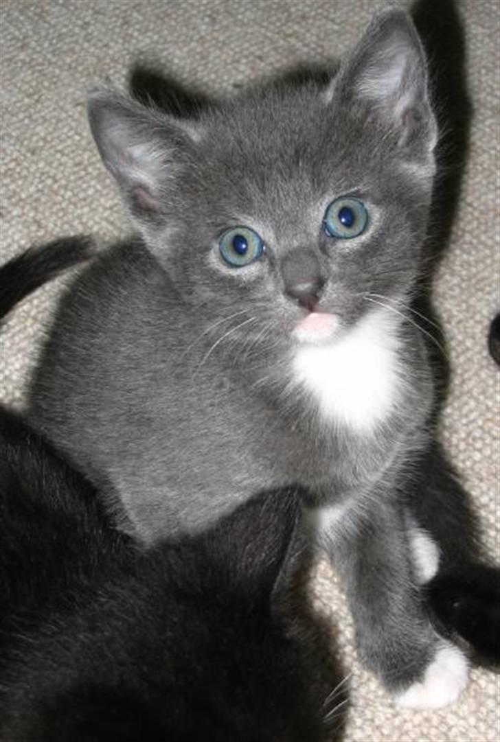 Blanding af racer Mr. Mickey..<"3 billede 1