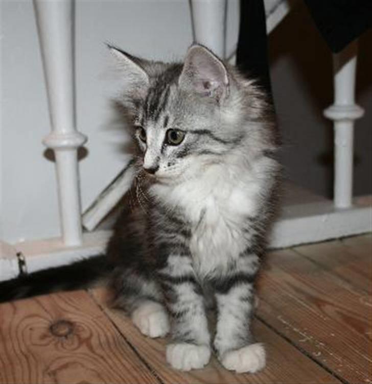 Norsk Skovkat Kastbjerg's Zaniah - 21.02.2008 billede 19