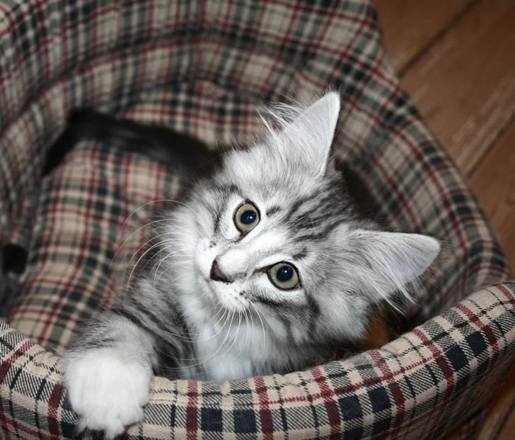 Norsk Skovkat Kastbjerg's Zaniah - 21.02.2008 billede 20