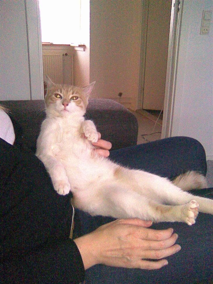 Huskat Friga billede 9