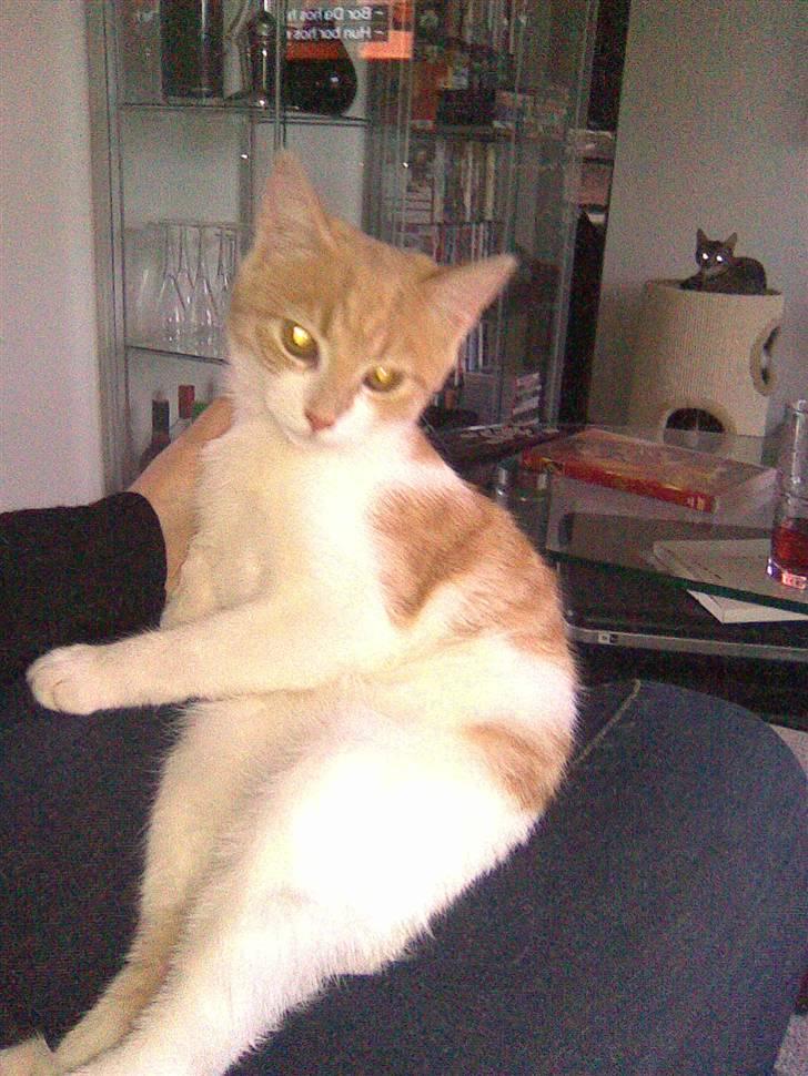 Huskat Friga billede 10