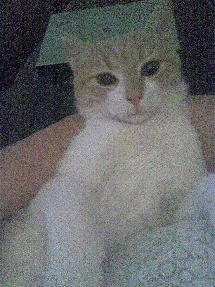 Huskat Friga billede 11