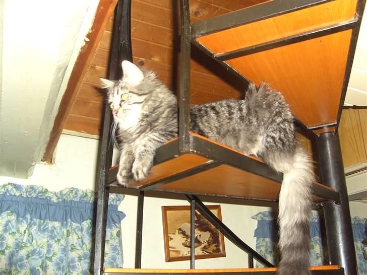 Blanding af racer bølle - her har jeg der store overblik billede 1