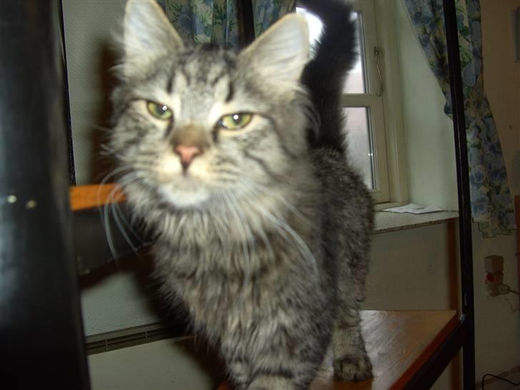 Blanding af racer bølle - sagde du noget til mig..? billede 2