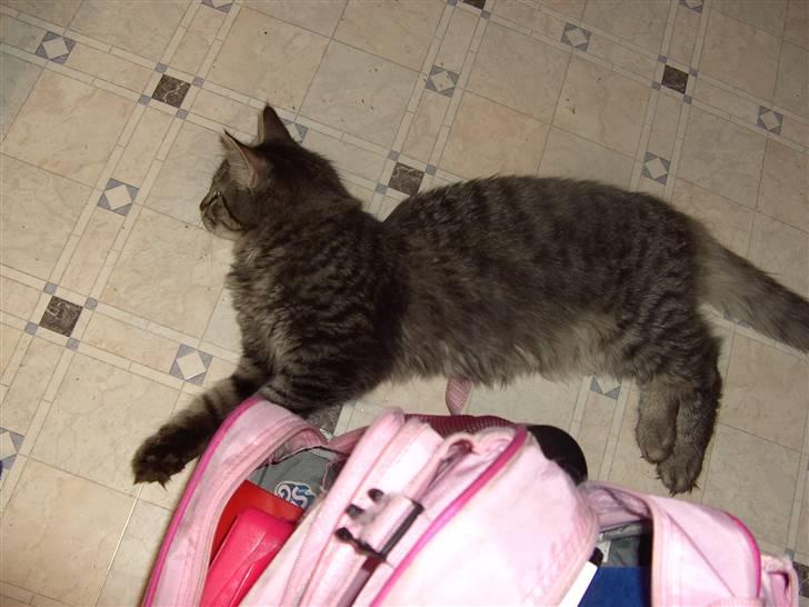 Blanding af racer bølle billede 3