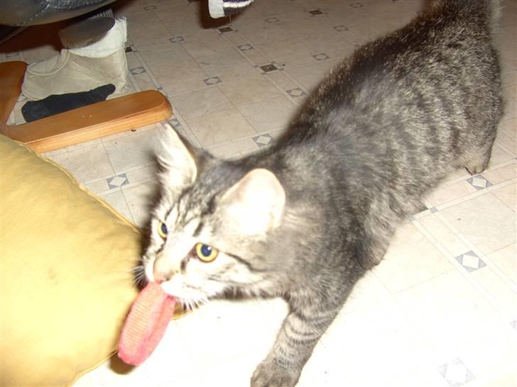 Blanding af racer bølle - se jeg har hentet elastikken til dig billede 4