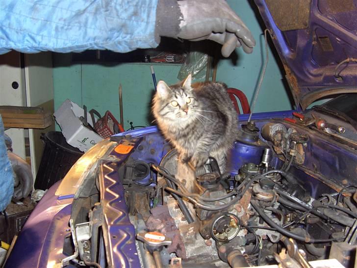 Blanding af racer bølle billede 6