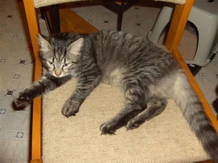 Blanding af racer bølle - jeg tar lige en slapper billede 7