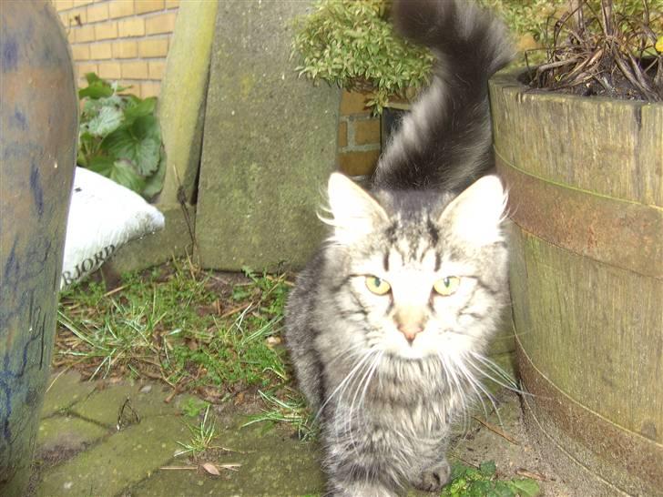 Blanding af racer bølle billede 8