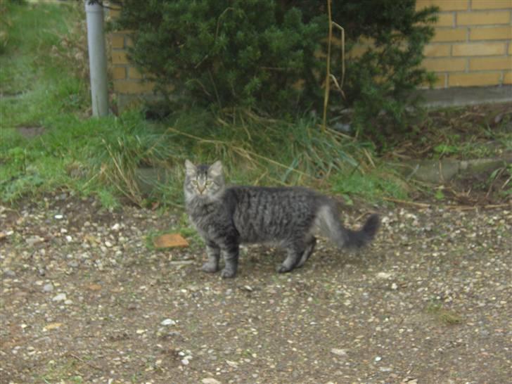 Blanding af racer bølle billede 9