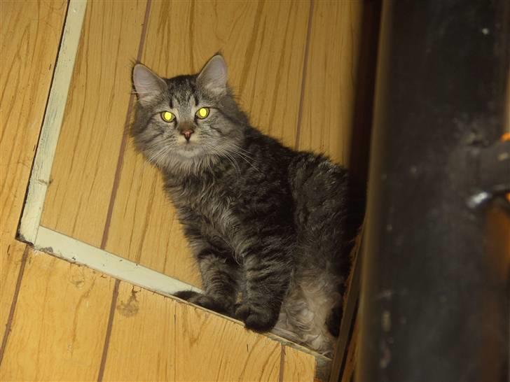 Blanding af racer bølle - hvad laver i dernede..? billede 11