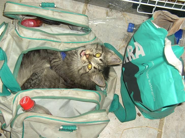 Blanding af racer bølle - gemmeleg øv du fandt mig billede 12