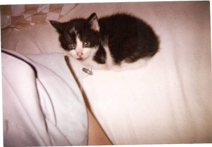 Huskat Bølle død billede 12